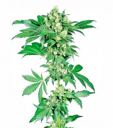 Afghani 1 (Sensi Seeds)