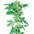 Afghani 1 (Sensi Seeds)