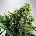 White Widow Autoflowering (Ministry of Cannabis)