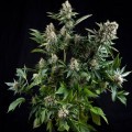 White Widow Autoflowering (Pyramid Seeds)