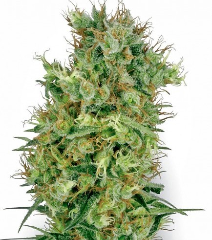 Cali Orange Bud (White Label)