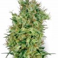 Cali Orange Bud (White Label)