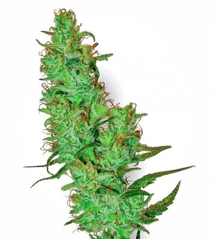 Jack Herer (White Label)