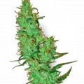 Jack Herer (White Label)