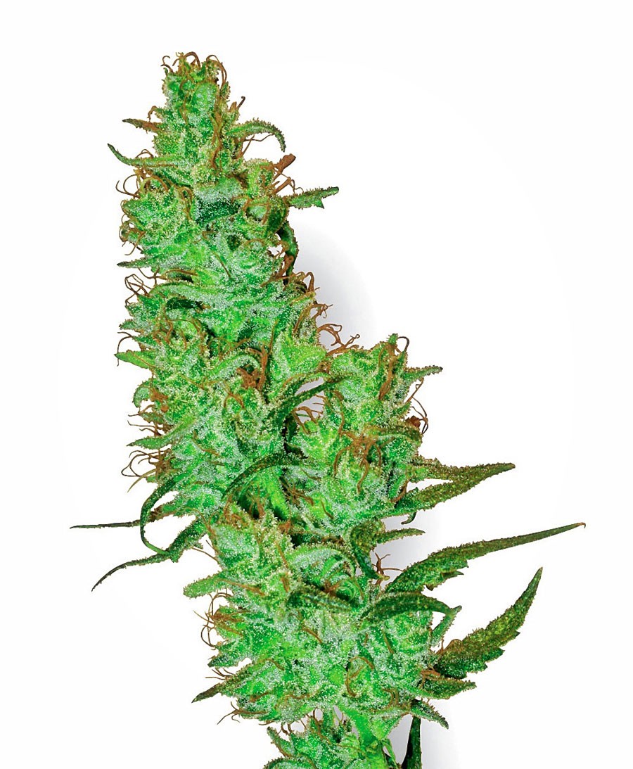 Jack Herer - Strain Information - CannaConnection