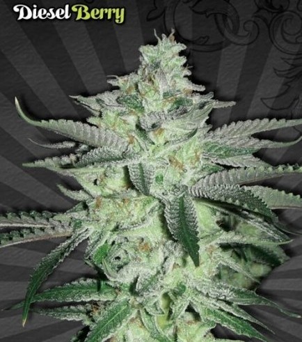 Diesel Berry Autofloraison