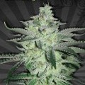 Diesel Berry Autofloraison