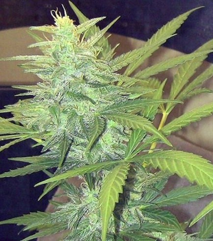 Skunk (John Sinclair Seeds)