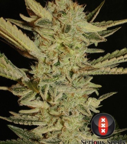 Bubble Gum (Serious Seeds)