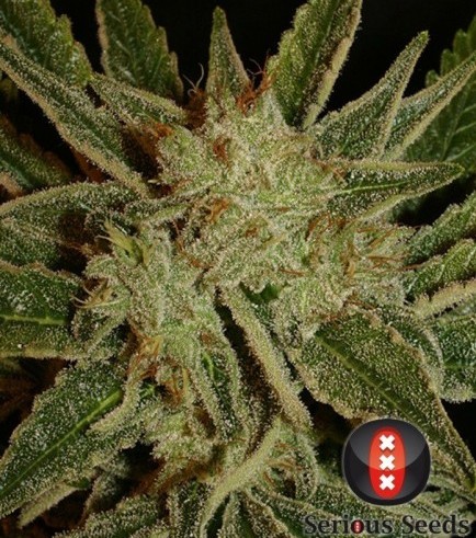 Bubble Gum (Serious Seeds)