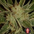 Bubble Gum (Serious Seeds)