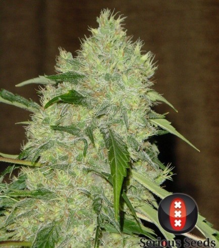 Bubble Gum (Serious Seeds)