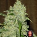 Bubble Gum (Serious Seeds)