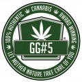 New Glue (GG Strains)