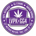 Purple Glue (GG Strains)