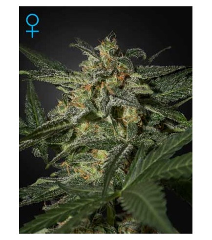 White Widow Autofloreciente