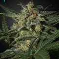 White Widow Autoflowering (Greenhouse Seeds)