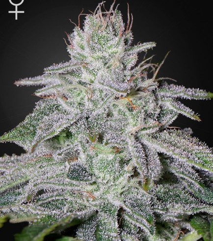 Franco's Lemon Cheese (Greenhouse Seeds)