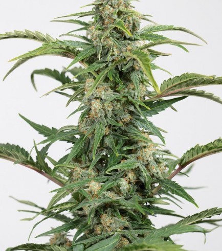 Dinamed CBD Auto (Dinafem)