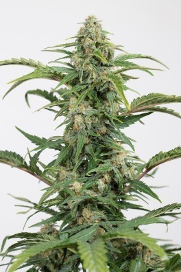 Dinamed CBD Autofloraison