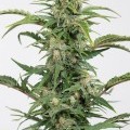 Dinamed CBD Auto (Dinafem)