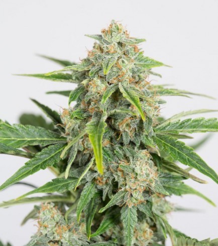 Dinamed CBD Auto (Dinafem)