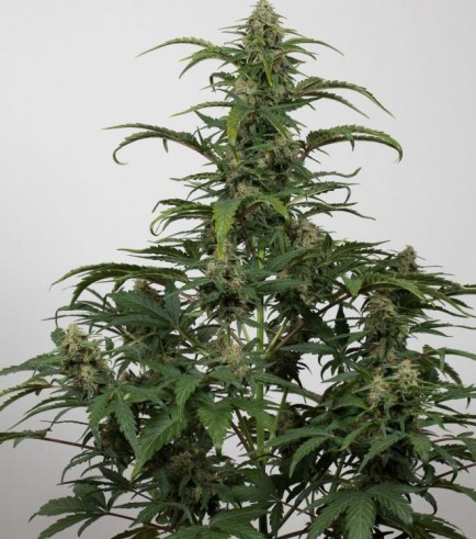 Dinamed CBD Auto (Dinafem)