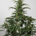 Dinamed CBD Auto (Dinafem)