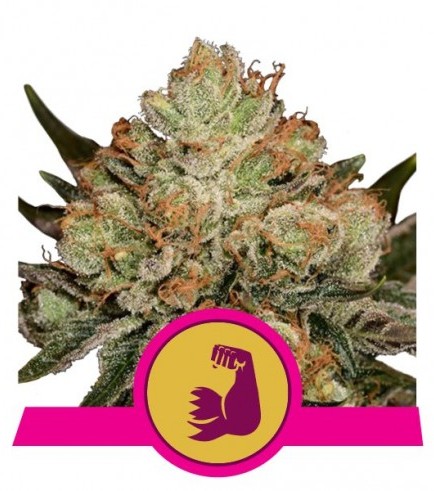 HulkBerry (Royal Queen Seeds)