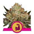 HulkBerry (Royal Queen Seeds)