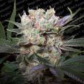 Californian Gold (Paradise Seeds)