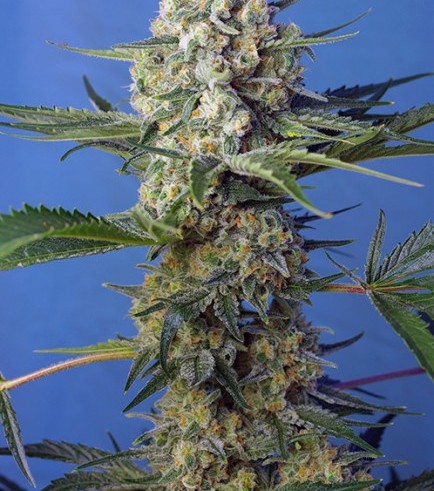 Crystal Candy - F1 Fast Version (Sweet Seeds)