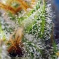 Crystal Candy - F1 Fast Version (Sweet Seeds)