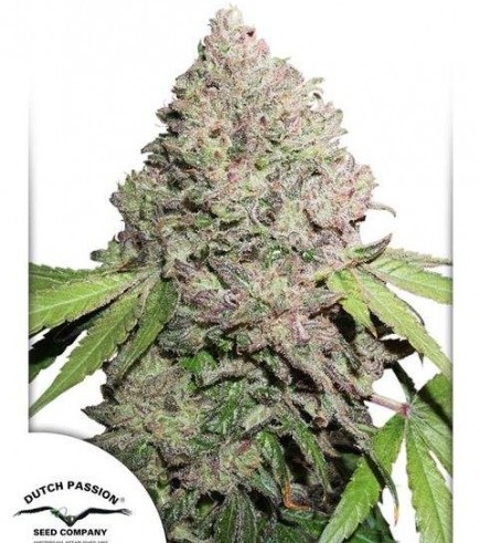 CBD Charlotte’s Angel (Dutch Passion)