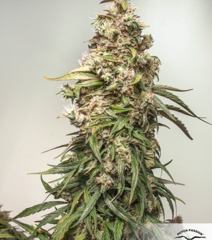 CBD Auto Charlotte’s Angel (Dutch Passion)