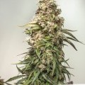 CBD Auto Charlotte’s Angel (Dutch Passion)