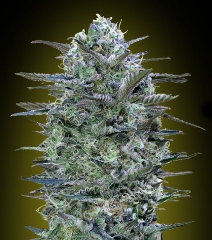 Critical Lemon (Advanced Seeds)