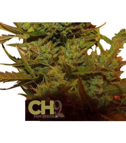 Climax Autofloraison (CH9 Seeds)