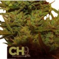 Climax Autofloraison (CH9 Seeds)