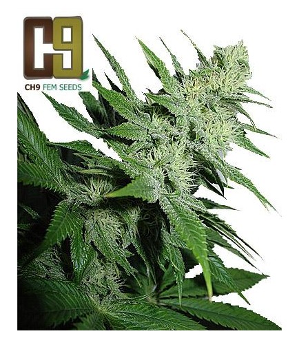 Aroma (CH9 Seeds)