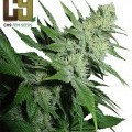 Aroma (CH9 Seeds)