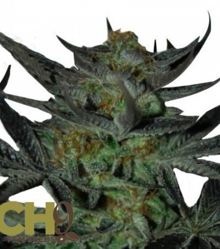 Herijuana Jack 33 (CH9 Seeds)