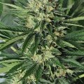 Dr Greenthumb’s Em-Dog (Humboldt Seeds)