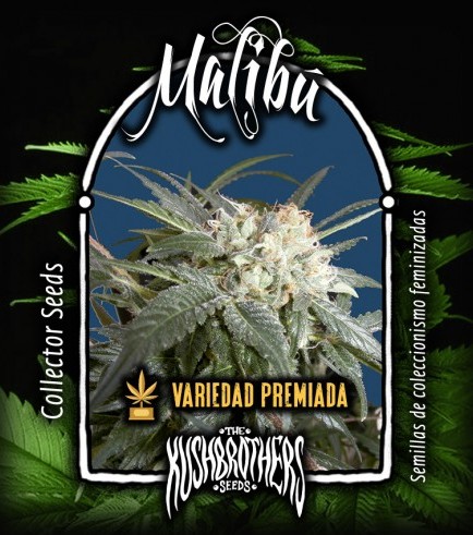 Malibú (KushBrothers)
