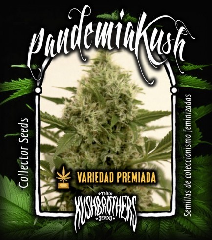 Pandemia Kush (KushBrothers)