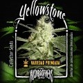 Yellowstone (KushBrothers)