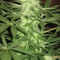 Desert Queen (No Mercy Seeds)