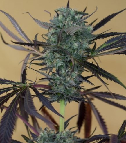 Chemdawg (Humboldt Seeds)