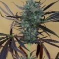 Chemdawg (Humboldt Seeds)