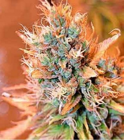 Blue Medi Kush (Spliff Seeds)